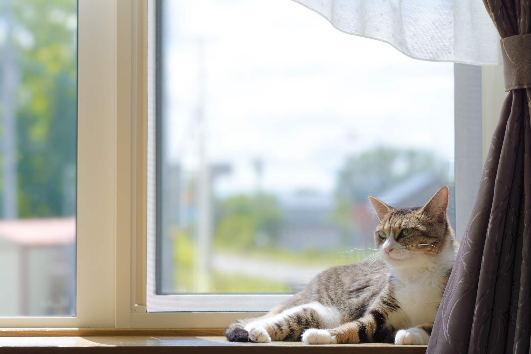 窓辺でくつろぐ猫